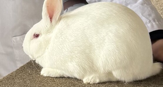 Rabbits