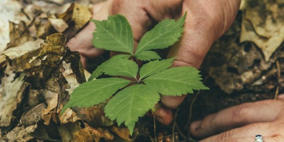 Plant growing from a ground filled with leaves. 