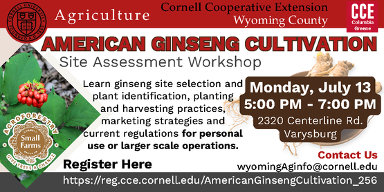 Ginseng