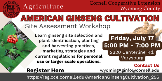 ginseng