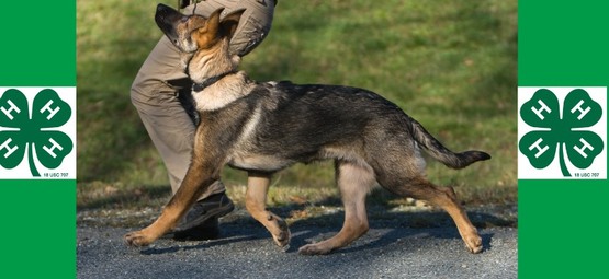 German shepherd in a dog show, 4-H clovers