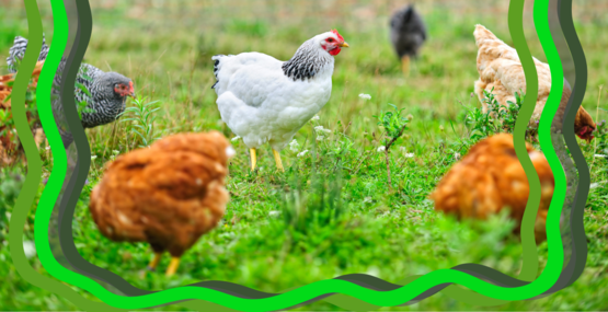 Chickens