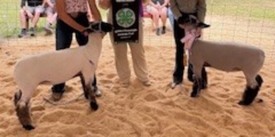 Sheep