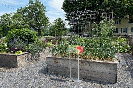 CCE Garden June 2024