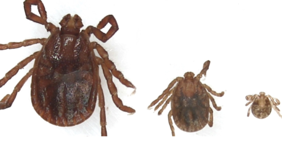 asian tick 2