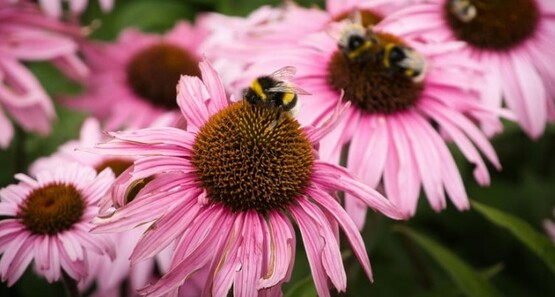 Pollinators