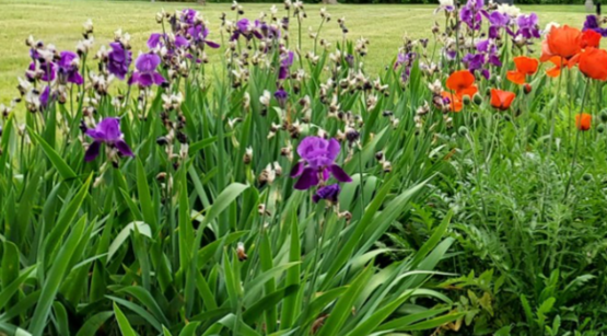 Power of Purple in the Garden