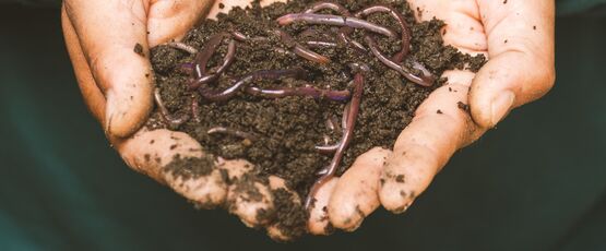 Hands holding worms in soil