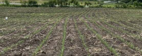 corn field
