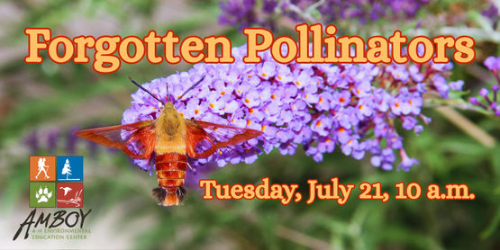 Forgotten Pollinators