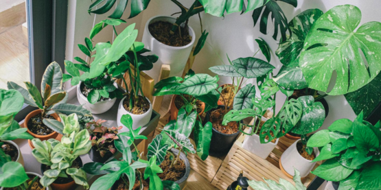 Houseplants 101