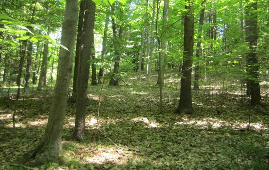 Woods walk, Yates County 9/7/14