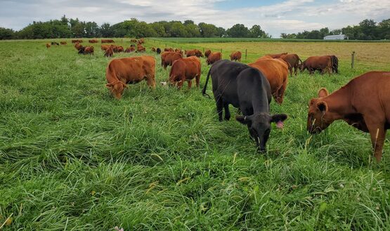 The "Grazier's tool box" includes using livestock & other methods to improve pastures and avoid pasture pitfalls. Learn how farms in Pennsylvania have added trees to their farms to reduce heat stress and increase resilience.