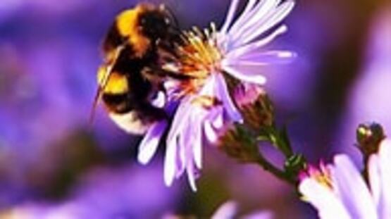 Join the Cazenovia Preservation Foundation and Cornell Cooperative Extension of Madison County to explore how native plants can enhance both the beauty and ecological value of your landscape