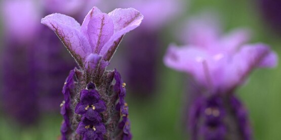 Join the CCE Cut Flower Program Work Team for webinars supporting both new and established cut flower operators. 