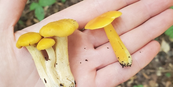 A large mushroom on a log.