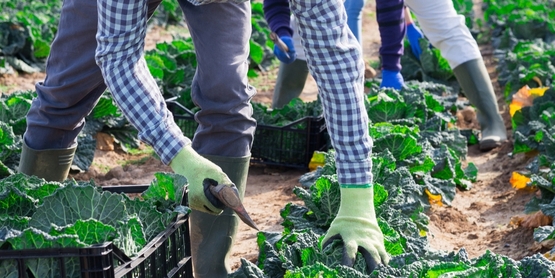 IPM Field Day