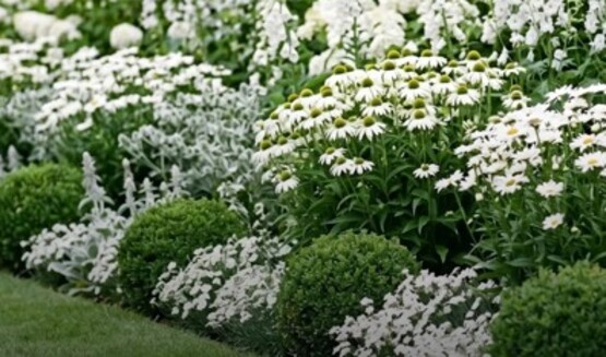 picture of a moon garden