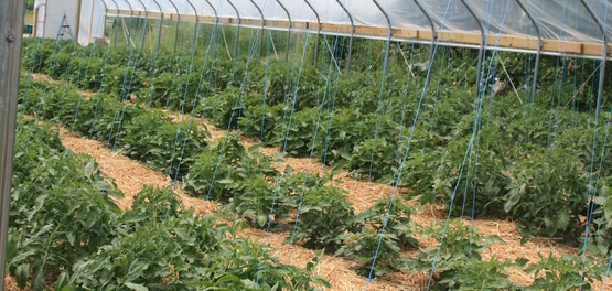tunnel tomatoes