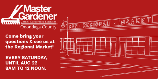 mg regional market