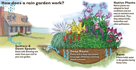 Rain garden diagram