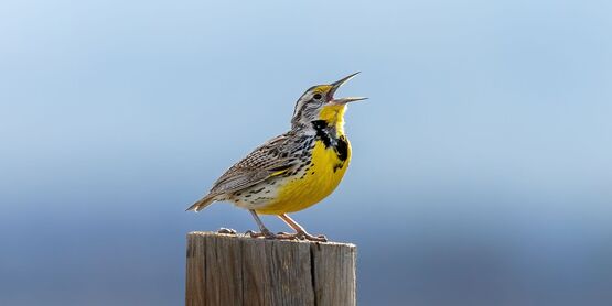 Meadowlark perched on a tree stump