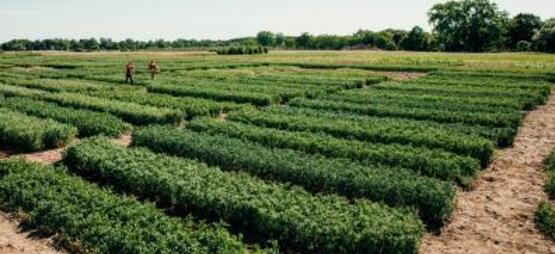 Registration is now open for the Cornell Fruit Field Day.  