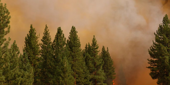 Social Media Wildfire Survey