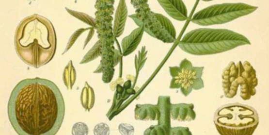 19th-century botanical journal illustration