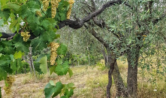 Married Grape Vines, Danilo Scenna's "Indomato" Project