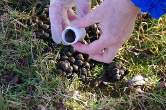 Internal parasites are one of the largest health issues that affect sheep and goats across the country. A lot of producers are unaware how important it is to understand parasites in their flocks. In this workshop, producers will be taught the basics of parasite control as well as how to develop integrated parasite management programs for their farms that include evasive grazing and selective deworming and/or alternative treatments. We will also go over the current status of several alternative methods of parasite control. 