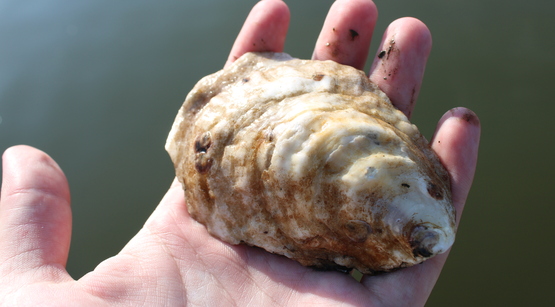 oysters