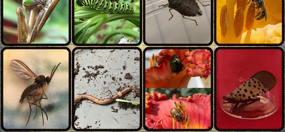 bugs