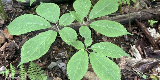 Ginseng in the forest