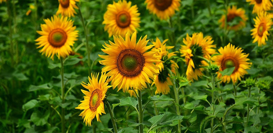 sunflowers