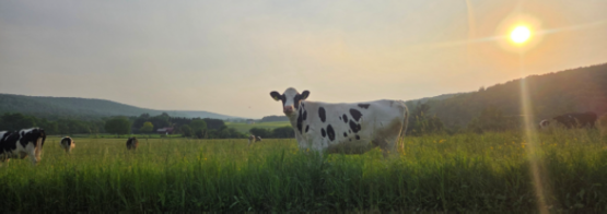 dairy pasture