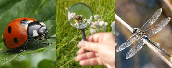 Insect exploration