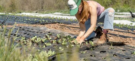 A women planting spring transplants at Pasture Song Farm in Pottstown, PA.
