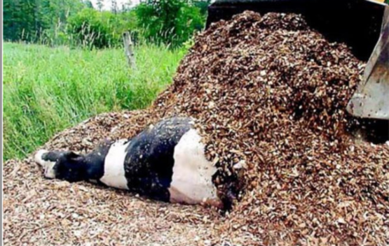 dead cow