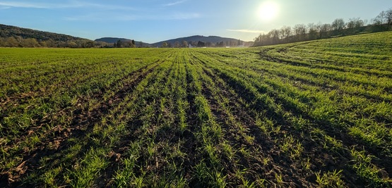 Value of Sod 