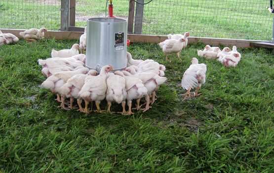 Pastured poultry at Quinn's Irish Hill Farm, Freeville NY