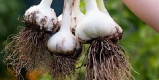 ​Love garlic? Why not grow your own? Join gardener and garlic enthusiast Mat Webber for a conversation about growing this flavorful and rewarding crop. Learn about selecting varieties, planting, seasonal care, harvesting, curing, and storage. Whether you're trying garlic for the first time or looking to improve your harvest, you'll leave with practical tips and plenty of inspiration for growing great garlic at home.