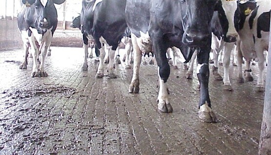 cow