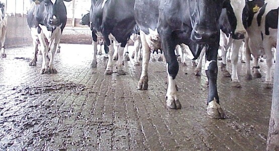 cow