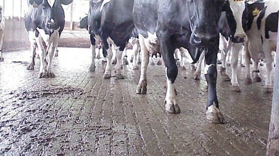 cow