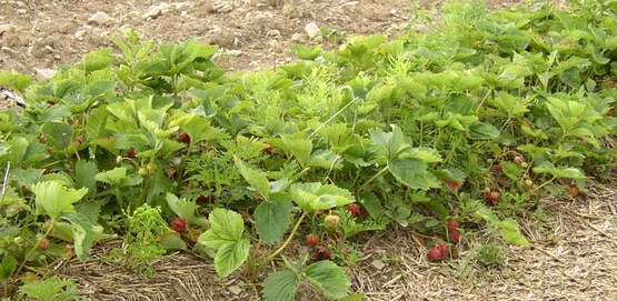 u pick strawberries at Silver Queen Farm