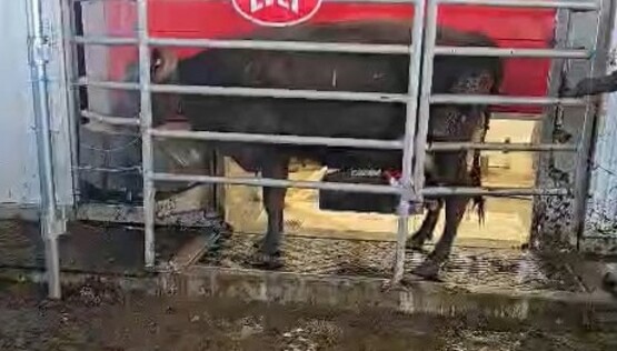 dairy robot