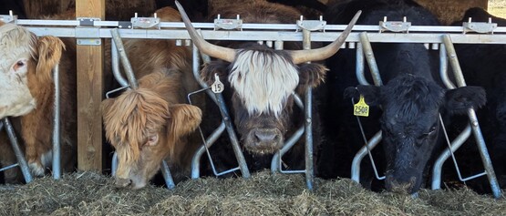 cattle headlock bunkfeeder