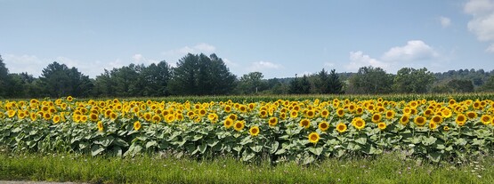 sunflower field