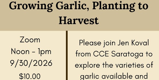 Growing Garlic